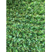 ARS TURF QNN